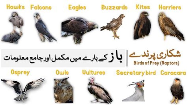 What is the difference between a red kite and a black kite?