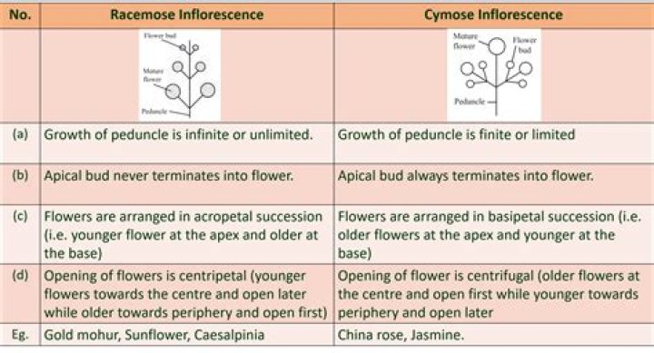 What is the difference between acropetal and centripetal?