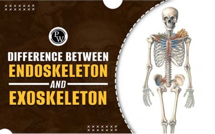 What is the difference between an endoskeleton and exoskeleton?