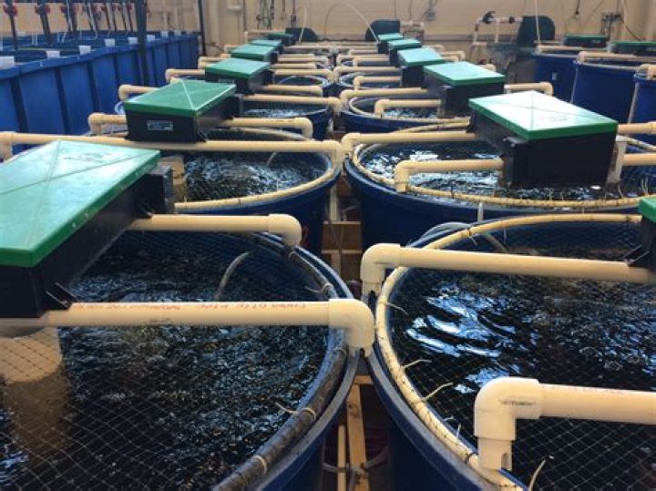What is the difference between aquaculture and mariculture?