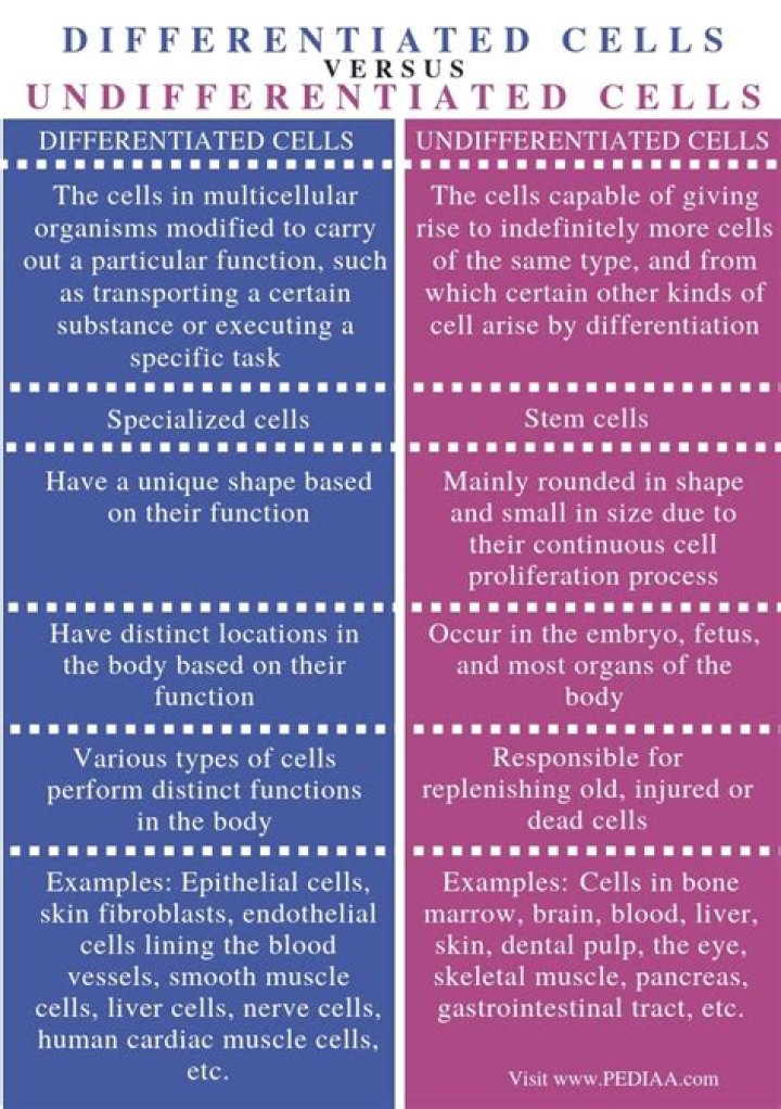 What is the difference between differentiated and undifferentiated cells?