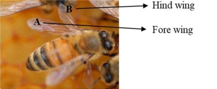 What is the difference between forewings and hindwings?