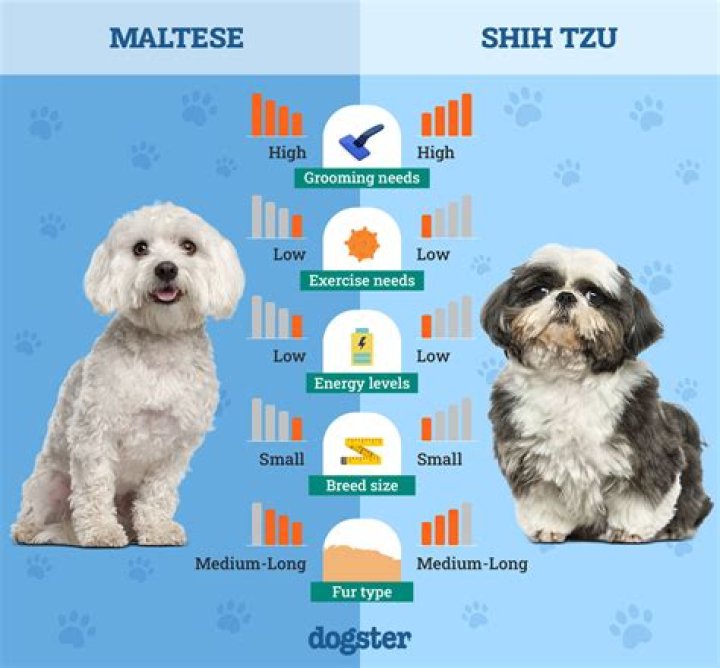 What is the difference between Maltese and Shih Tzu?