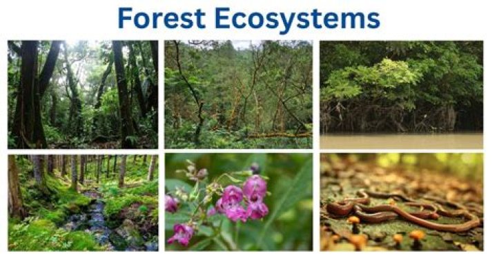What is the ecosystem of the forest?