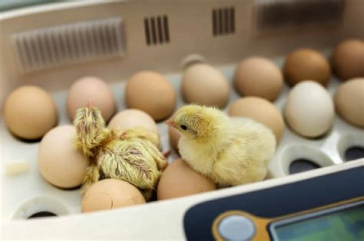What is the egg hatching process?