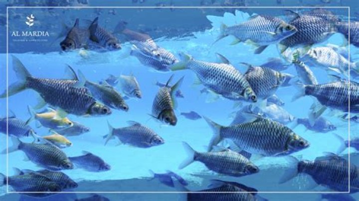 What is the example of agriculture and fisheries?