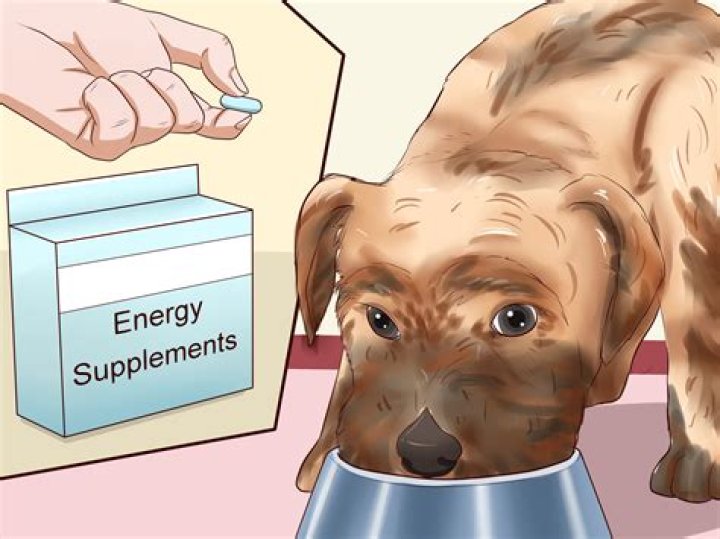 What is the fastest way to fatten up a dog?