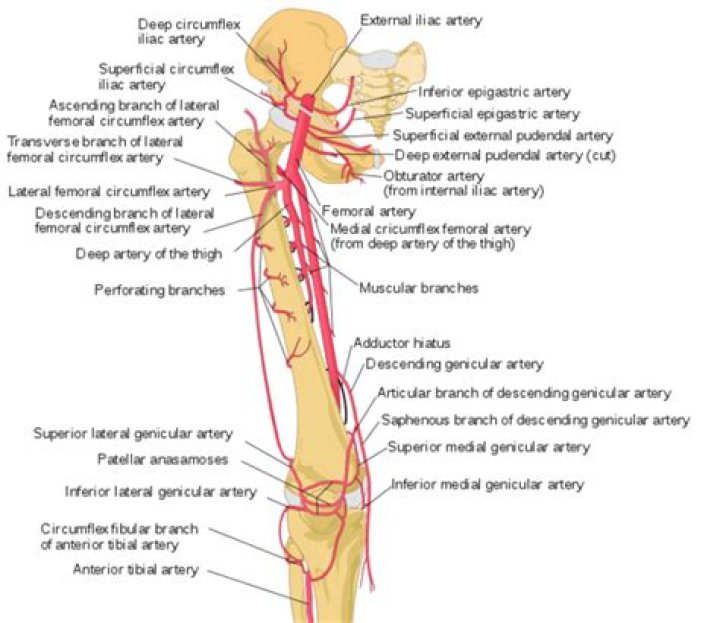 What is the femoral artery and vein?