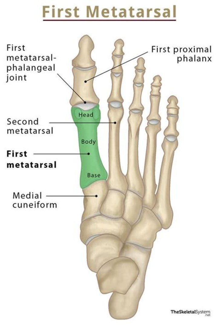 What is the fifth metatarsal head?