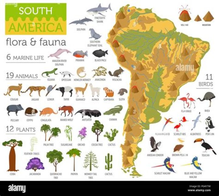 What is the flora of South America?