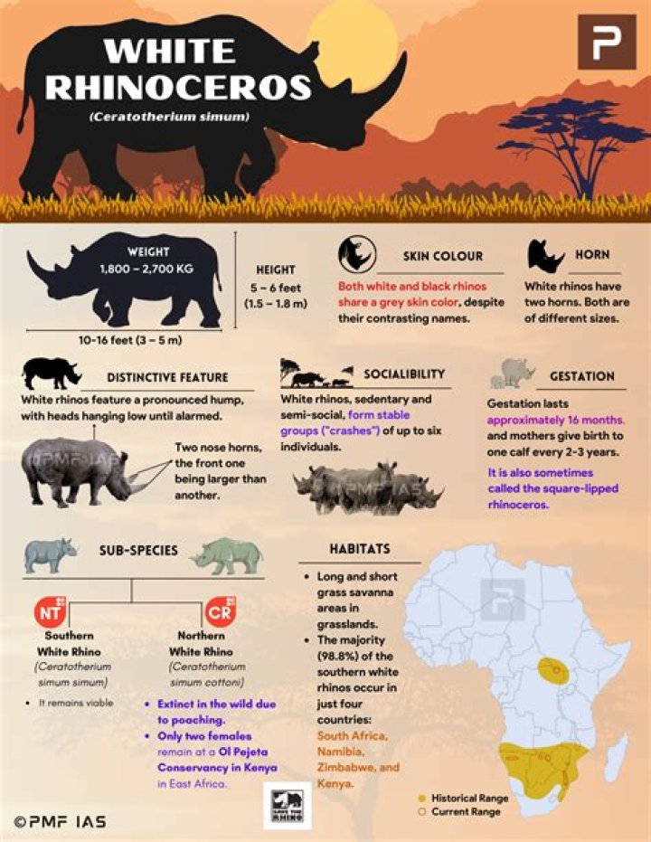 What is the food of rhinoceros?