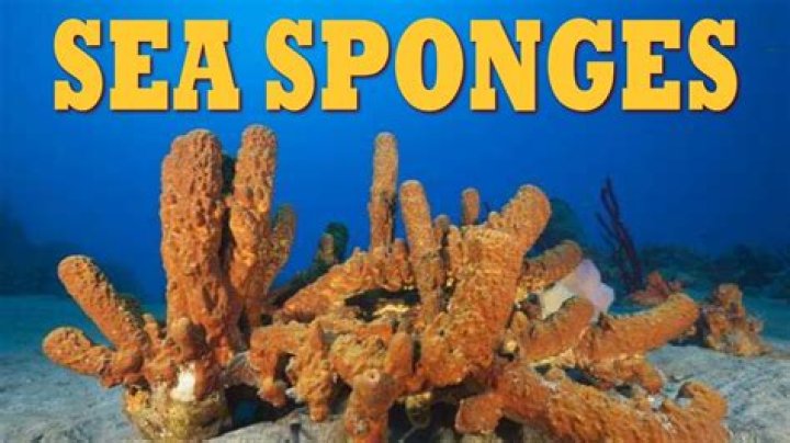 What is the food of sponges?