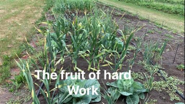 What is the fruit of hard work?
