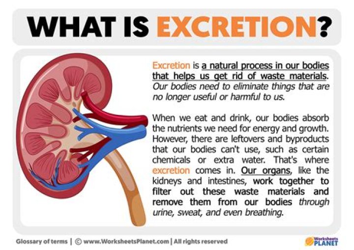 What is the full meaning of excretion?