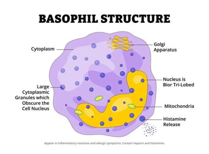 What is the function of a basophil?