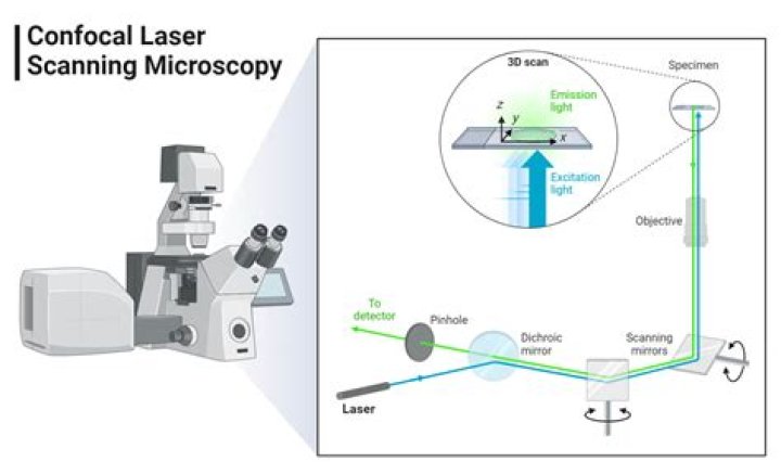 What is the function of confocal microscope?