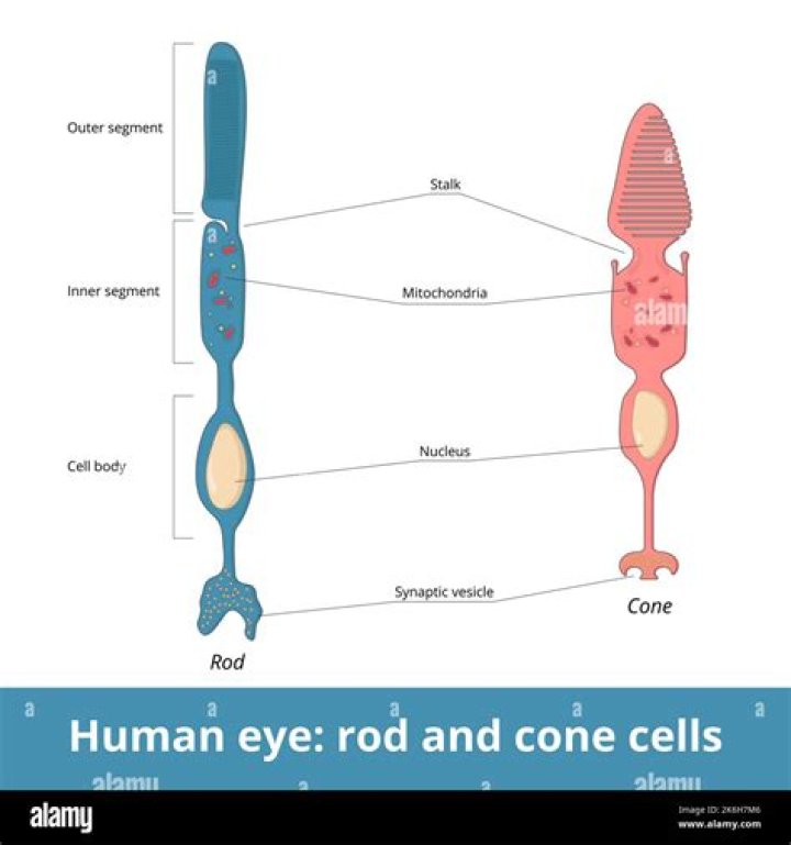What is the function of rods?