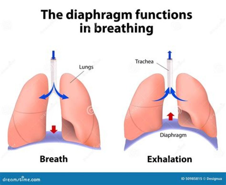 What is the function of the diaphragm in the lungs?