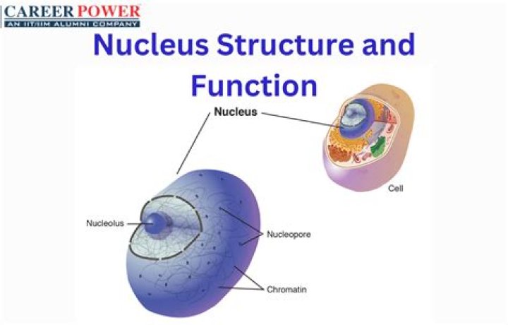 What is the function of the Nucellus?