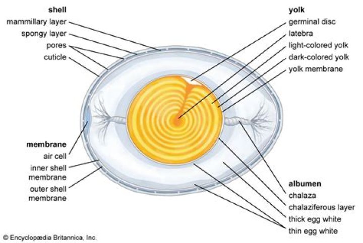 What is the function of the yolk membrane in an egg?