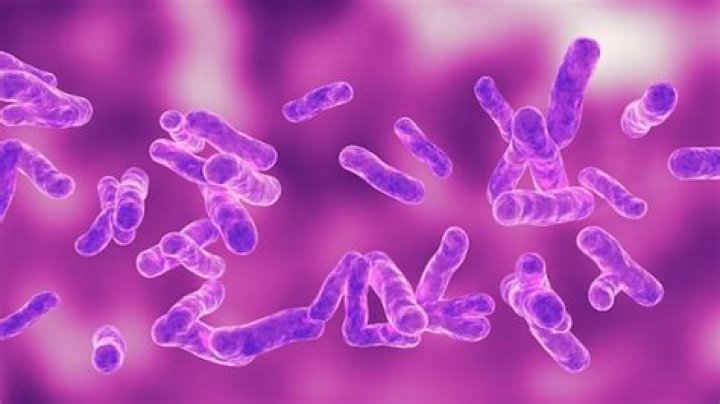 What is the function of Thiobacillus?