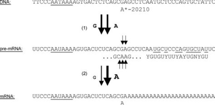 What is the G20210A mutation?