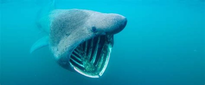 What is the greatest shark in the world?