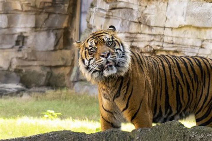 What is the home range for male Sumatran tiger?