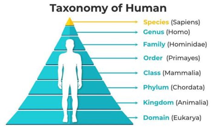 What is the human phylum?