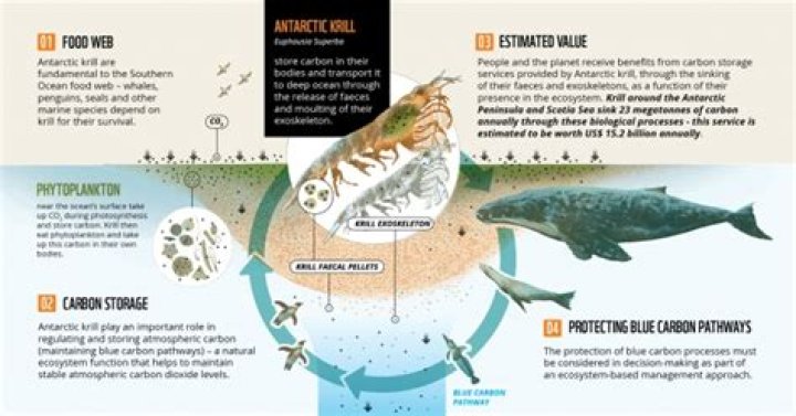 What is the importance of krill?
