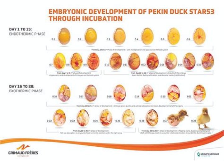What is the incubation period for bird eggs?