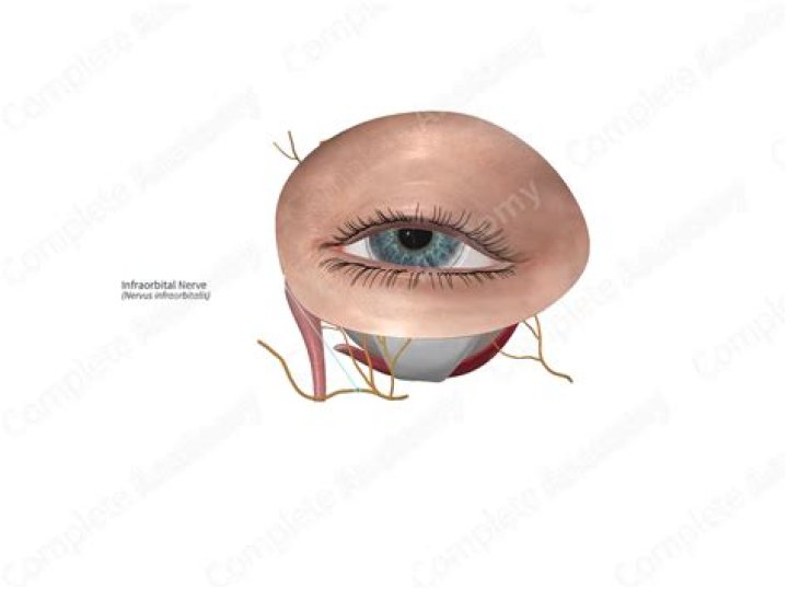 What is the Infraorbital nerve?
