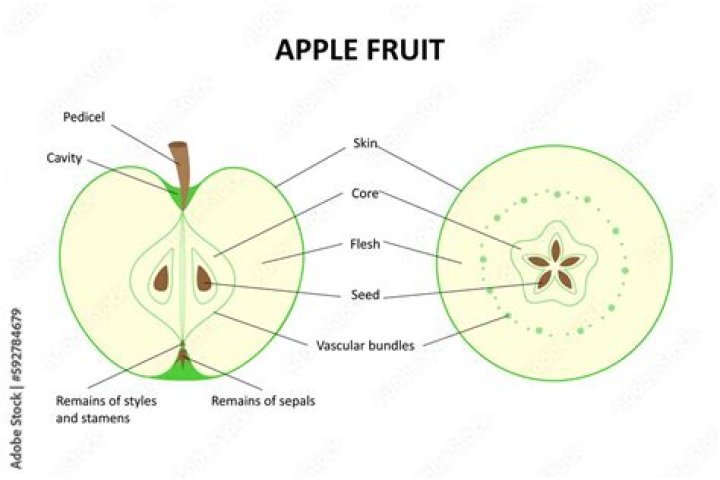 What is the inside of an apple called?