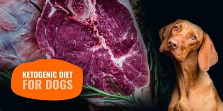 What is the ketogenic diet for dogs with cancer?