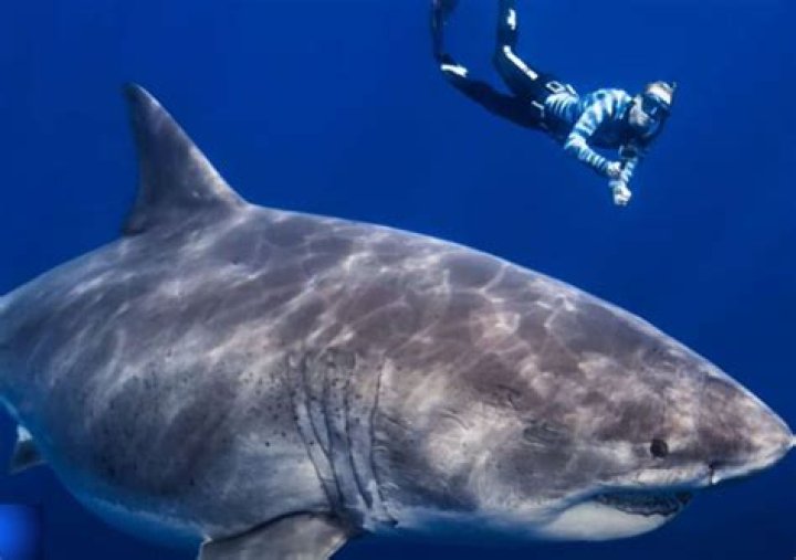 What is the largest great white shark caught on rod and reel?