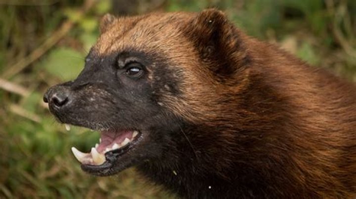 What is the largest mustelid?