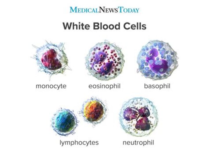 What is the largest WBC in human body?