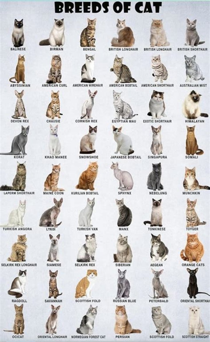 What is the latest cat breed?