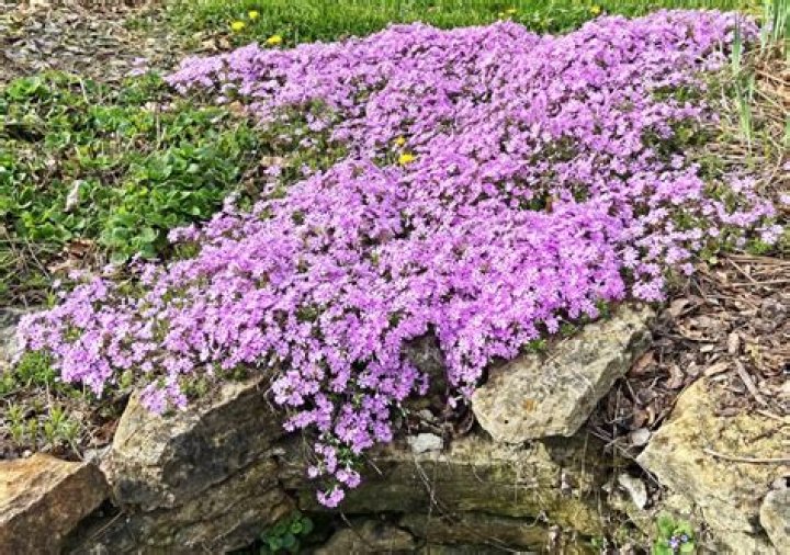 What is the lifespan of creeping phlox?