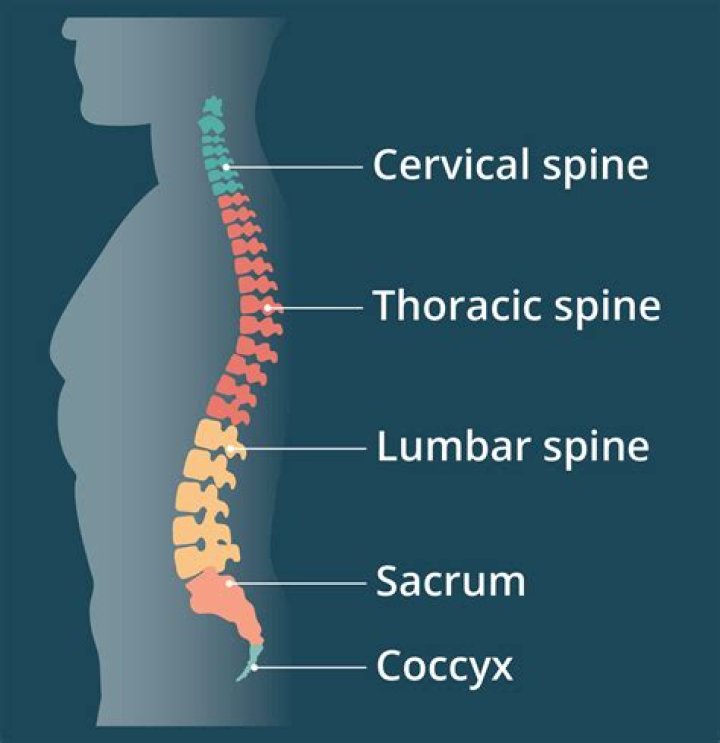 What is the lowest part of the spine called?