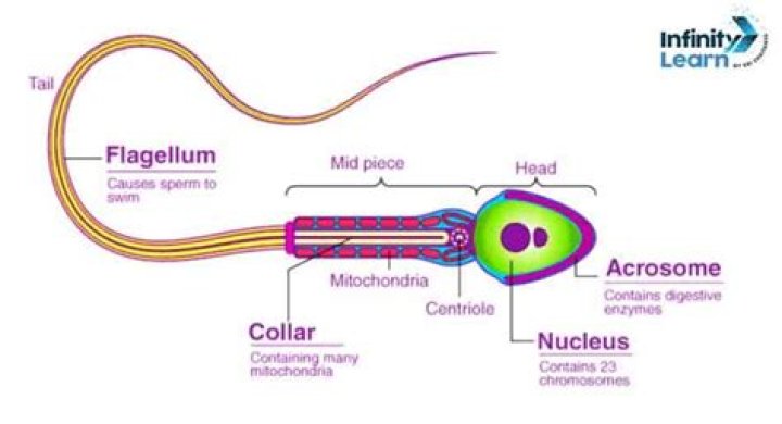 What is the main function of sperm?