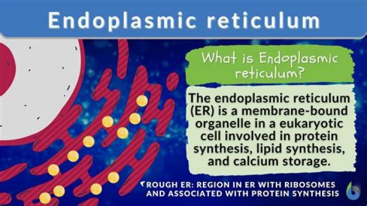 What is the main function of the reticulum?