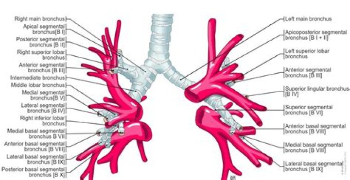 What is the main function of the right lung?