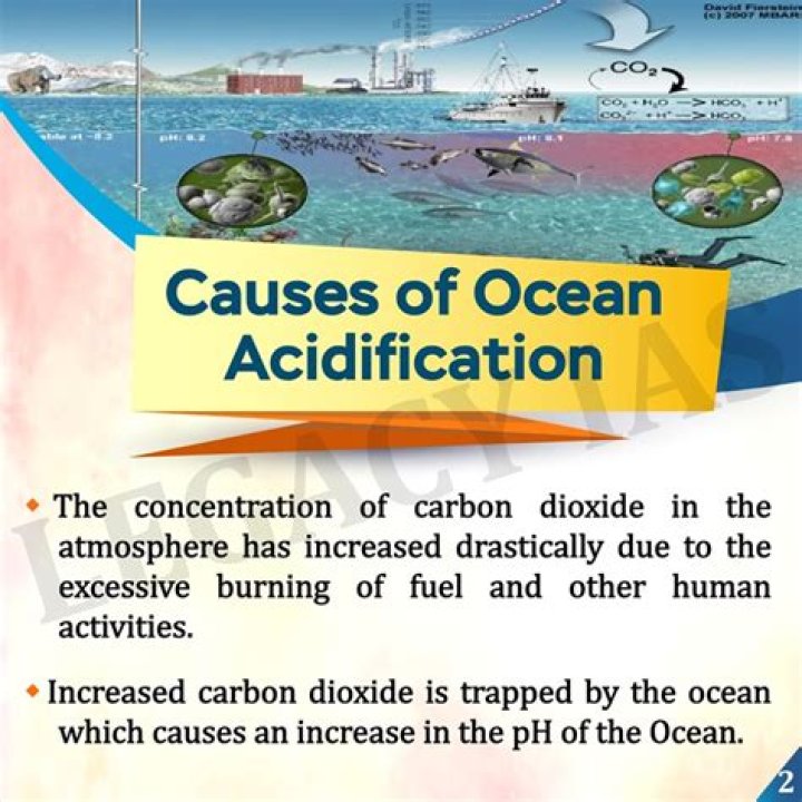 What is the major cause of ocean acidification?