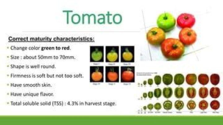 What is the maturity indices of tomato?