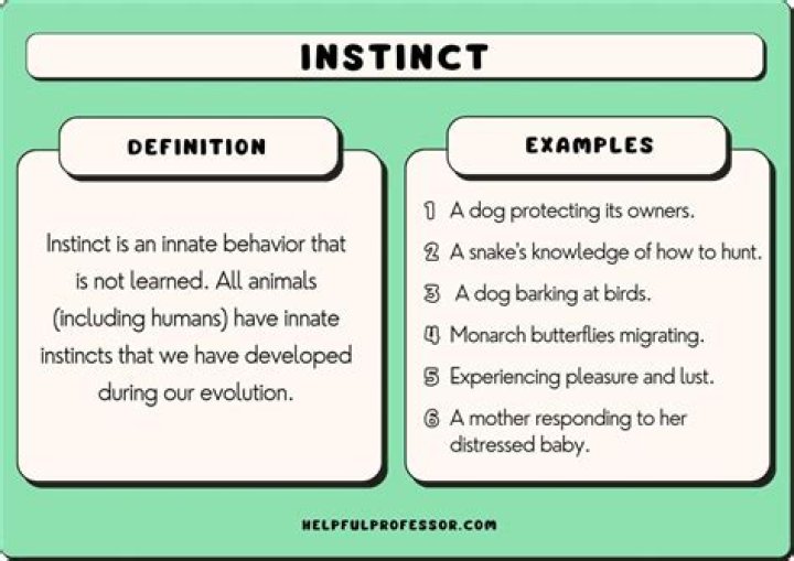 What is the meaning of animal instinct?