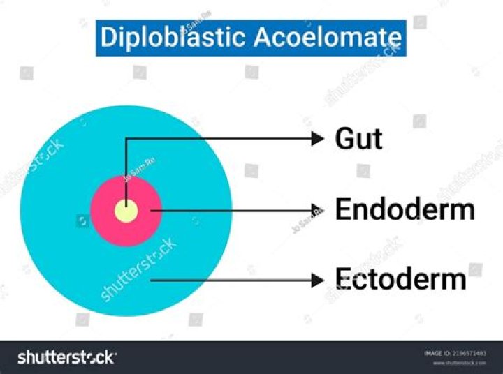 What is the meaning of Diploblastic?