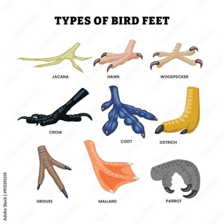 What is the meaning of feets?