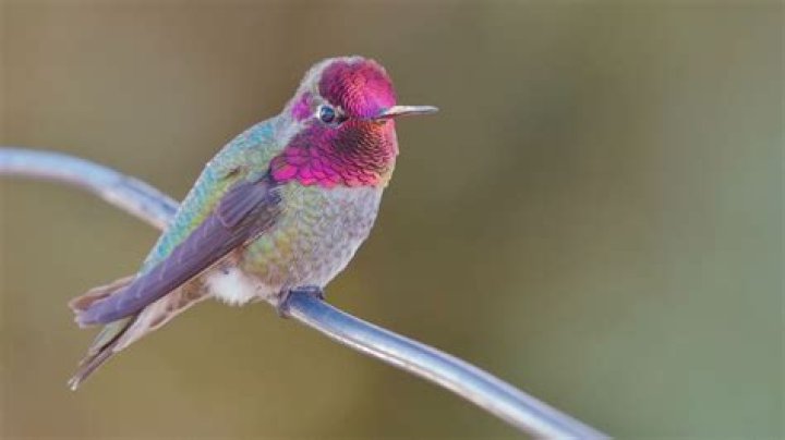 What is the meaning of humming bird?