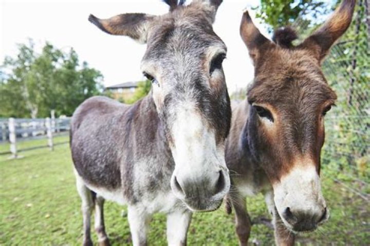 What is the meaning of mules?